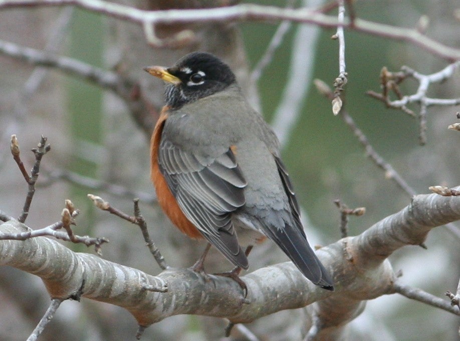American robin, the Harbinger of Spring